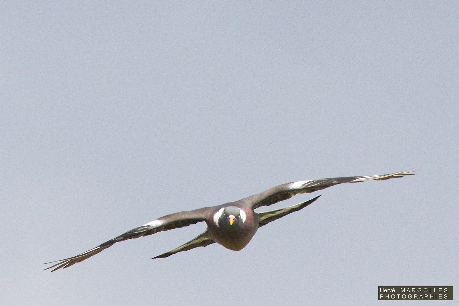 Pigeon Ramier-03.jpg